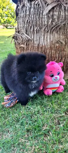 Fêmea preta e branca spitz