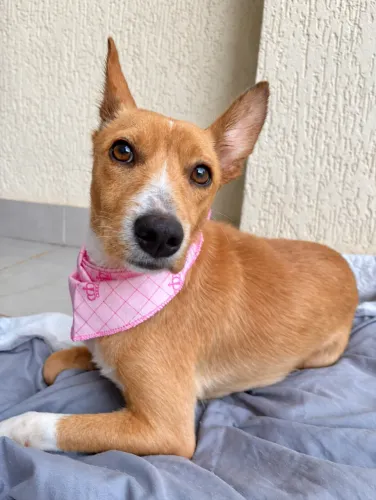 Cachorro para adoção (fêmea)