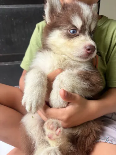 Filhotes de husky siberiano