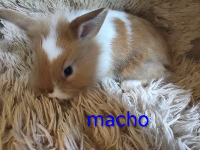 Mini coelho Netherland