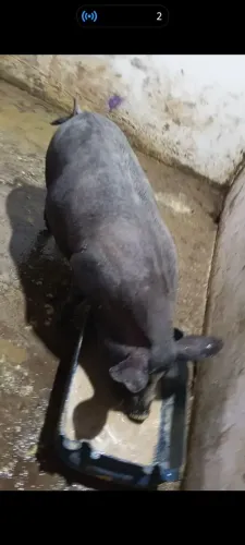 Tenho porcas prenhas pra venda adiantadas de cria