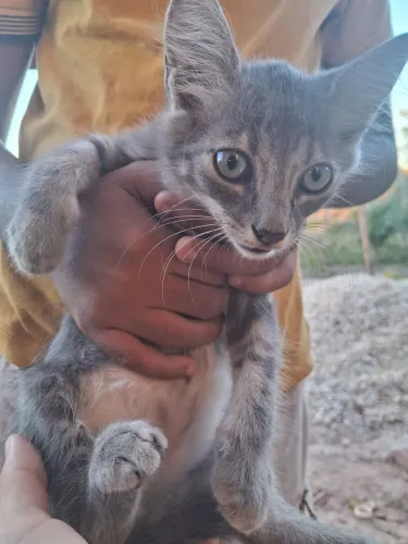 Doação filhote de gato