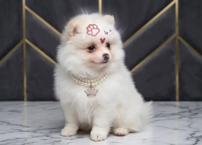 Lulu da Pomerânia Anãs