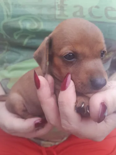 Vende-se filhotes de Cofap/Dachshund/Teckel