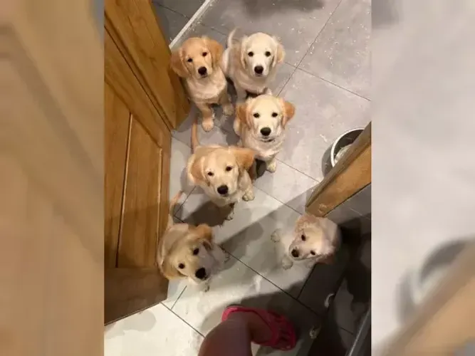 Cãozinho pelagem cheia Golden Retriever