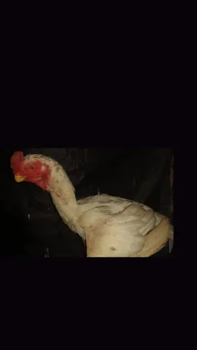 Frango