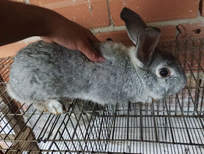 Coelhos adultos