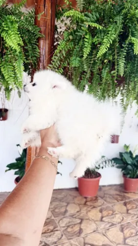 Lulu da Pomerânia 