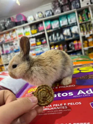 Coelho 