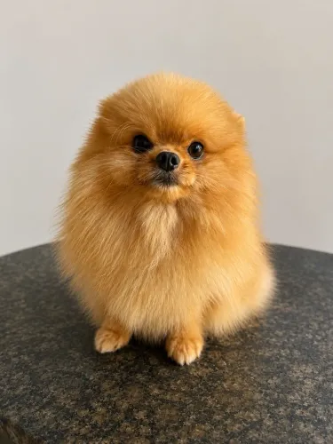 Spitz alemão (Lulu da pomerania) para cobertura