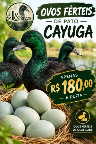 OVOS FÉRTEIS DE PATO CAYUGA