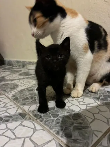 Gato Preto macho para doação responsável 