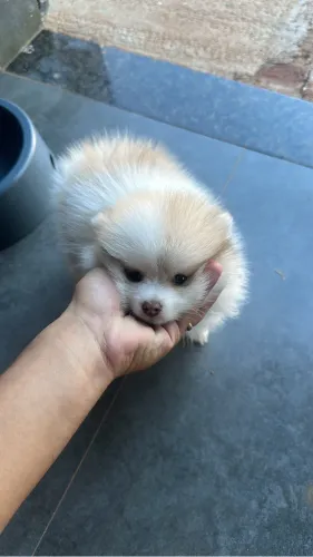 Spitz Alemão
