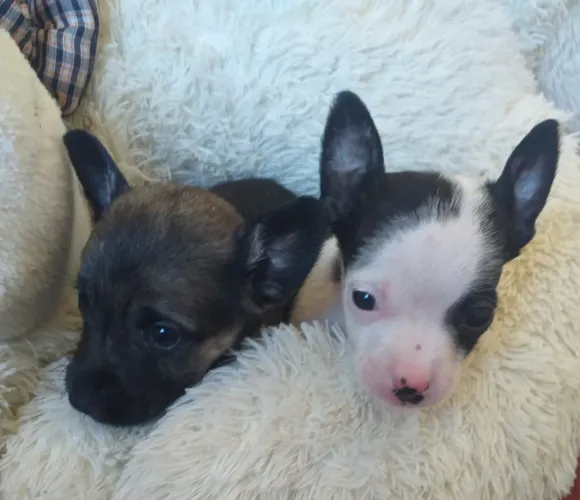 Filhotes de pinscher n00 promoção