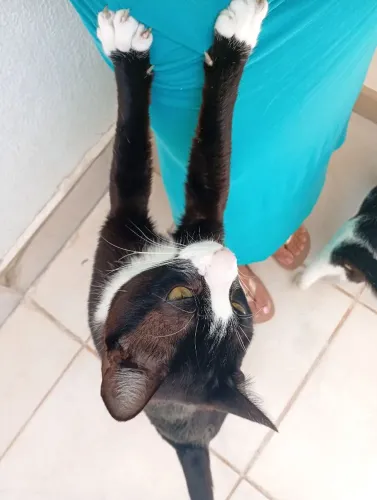 Doando um casal de gatos