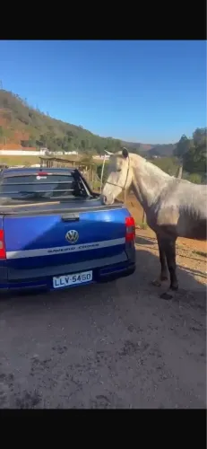 Vendo cavalo macha picada