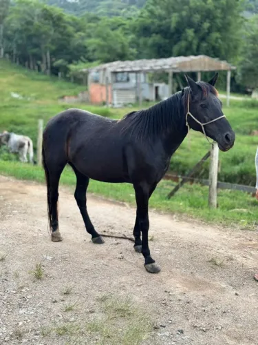 Vendo linda égua mansa e domada