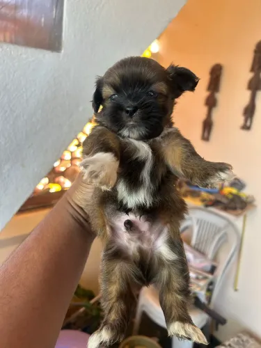 Shih Tzu
