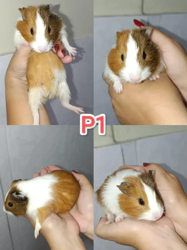 Porquinhos da índia filhotes à venda