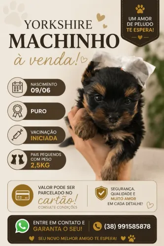 Yorkshire macho