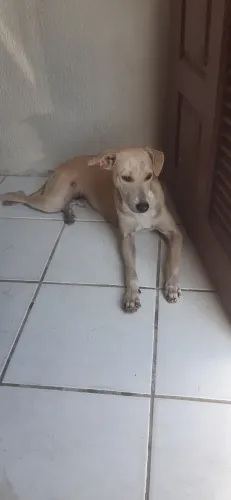 Cachorro macho filhote SRD para adoção