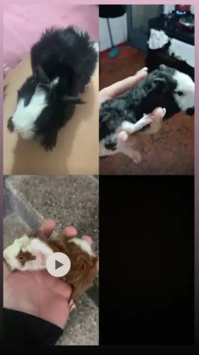 Porquinho da índia 