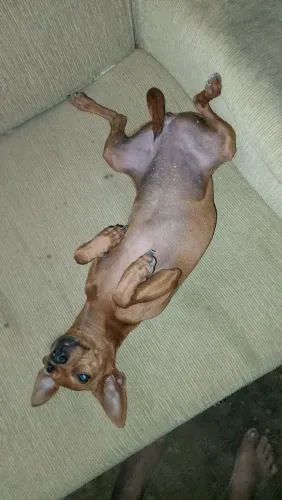 Vendo está Pincher n1 fêmea com 8 meses valor 500