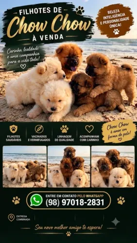 Filhotes de chow chow