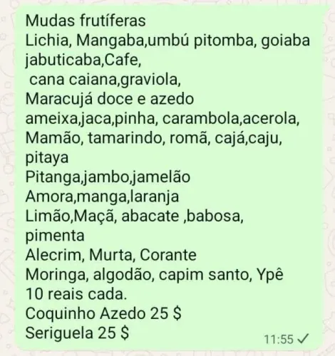 Mudas frutíferas 