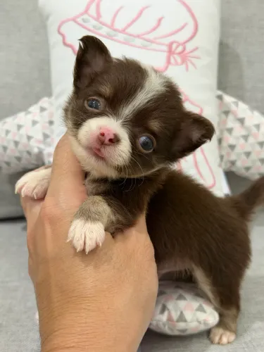 Filhote Chihuahua : Raça sensível, inteligente e muito ligada a família