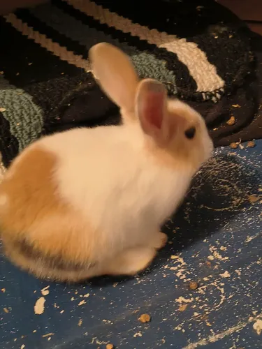 Coelhos Mini holandês
