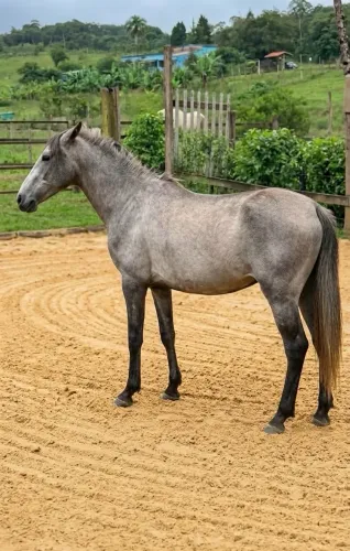 Cavalo Piquira Filho de Mangalarga 3 anos Muito Manso