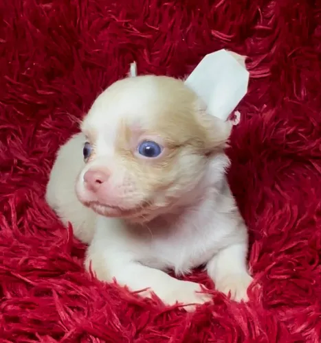 VENDA CHIHUAHUA MACHO PELO LONGO