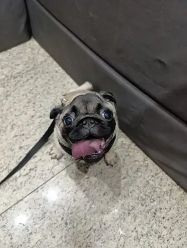 ? PUG MACHO DISPONÍVEL PARA CRUZAMENTO ?