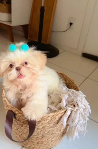 Filhotes Shihtzu fêmea