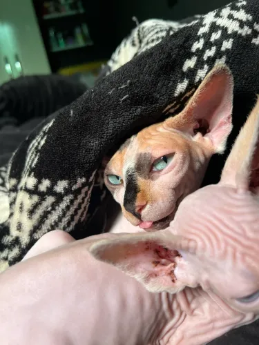 Gato Sphynx