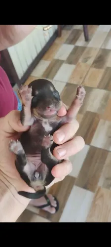 Pinscher