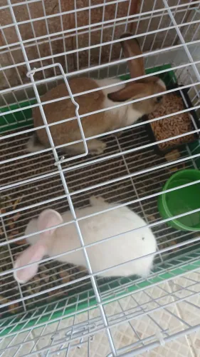 Coelhos a Venda