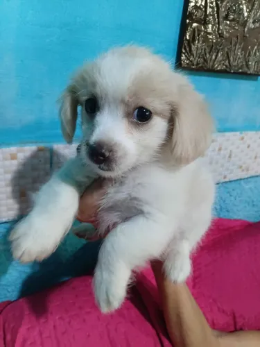 Lhasa apso macho