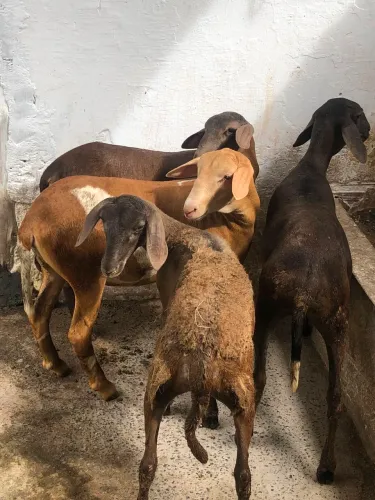 Lote de ovelhas meio sangue com santa Inês 