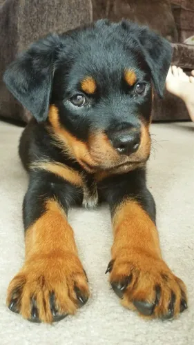 Rottweiler - Filhotes Feitos Para Amar