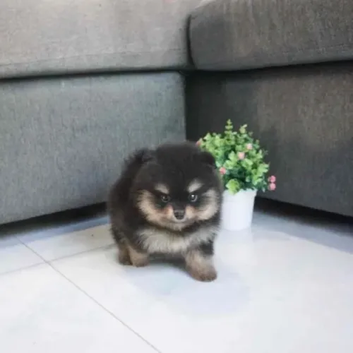 Cachorro Lulu da Pomerania ursinho pronto para conquistar você