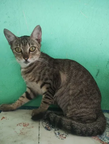 Gato macho e fêmea castrados adoção