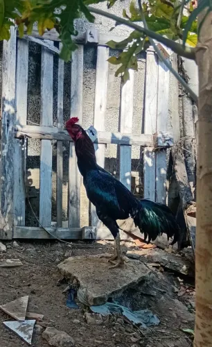 Vendo galo índio
