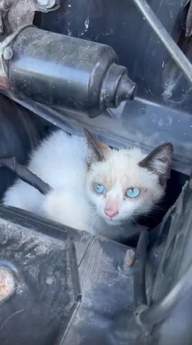 DOAÇÃO gato filhote siamês procurando lar