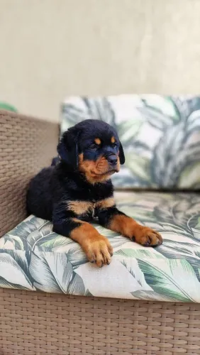 Rottweiler macho e fêmea