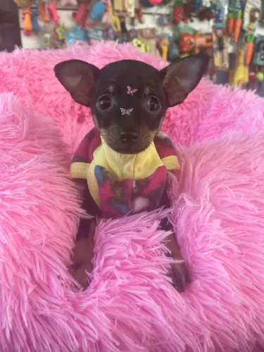 Pinscher fêmea miniatura $2.500,00