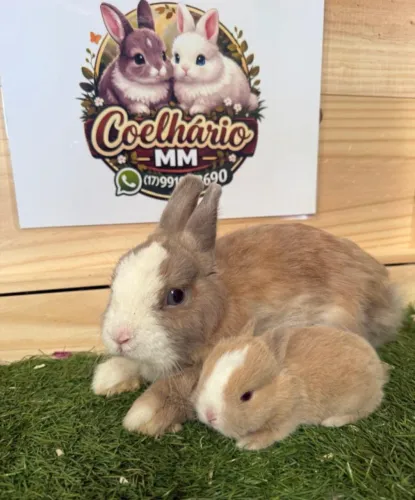 Mini coelhos Netherlands dwarf (anão holandês)