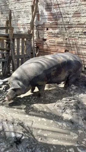 Porco pietram 