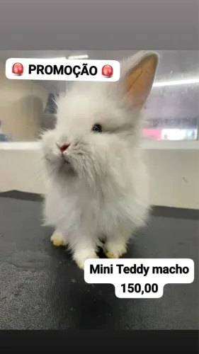 Promoção de Mini coelho 